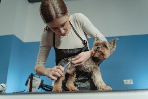 Dog Groomers Insurance