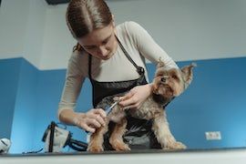 Dog Groomers