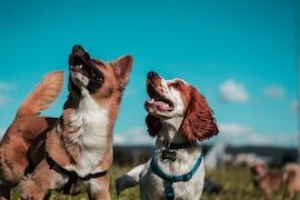 Dog Kennels