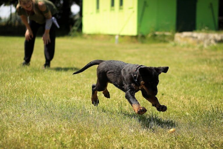 Dog Trainers